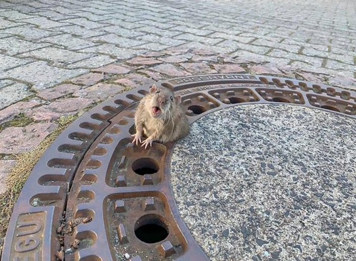 Rögar kapağına sıkışan fare 25 dakikada kurtarıldı