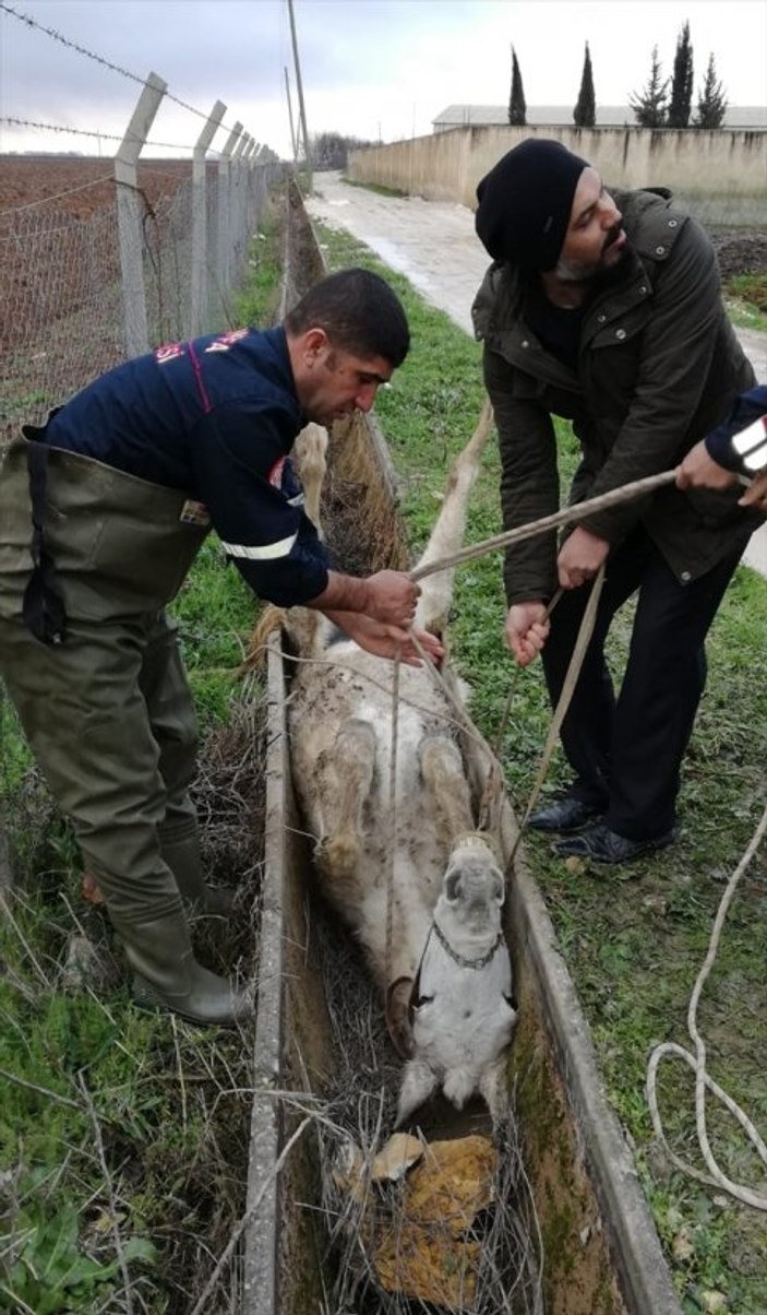 Şanlıurfa'da sulama kanalına sıkışan at kurtarıldı