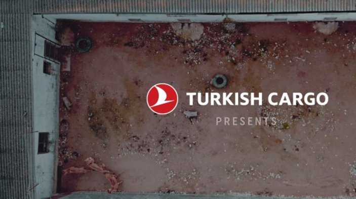 Turkish Cargo sirk aslanlarını doğal alanlarına kavuşturdu
