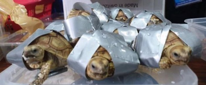 Havaalanında bantlanmış halde kaplumbağalar bulundu