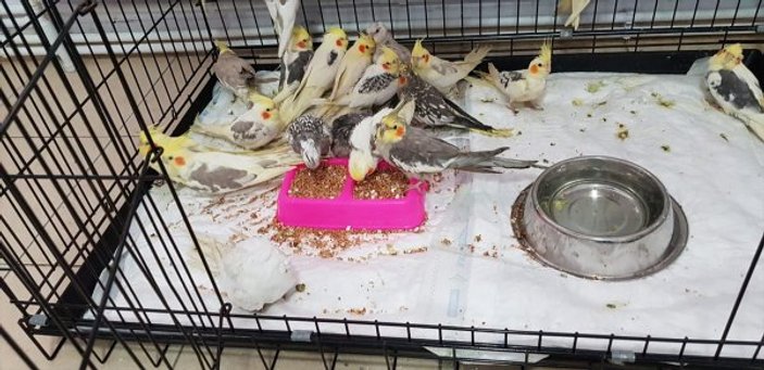 Kaçak olarak sokulmak istenen papağanlar ele geçirildi