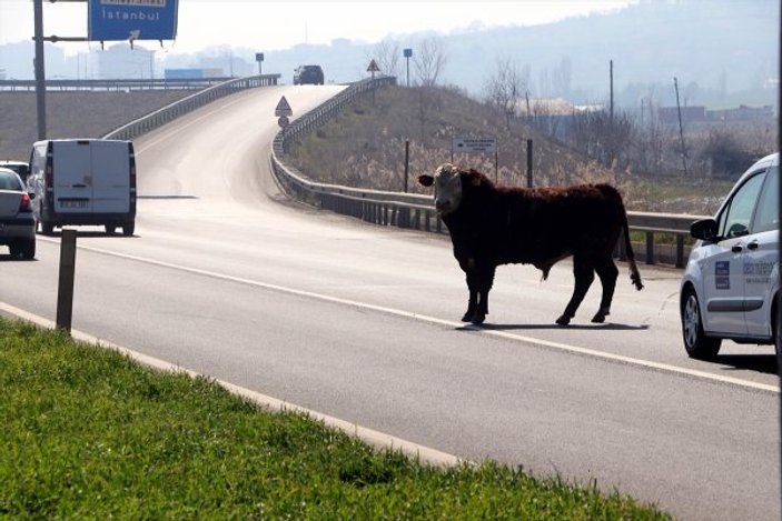 Kesimden kaçan boğa trafiği birbirine kattı