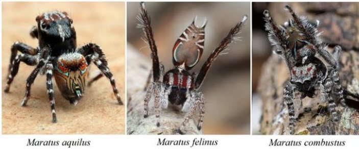 Avustralya'da pirinç tanesi büyüklüğünde örümcek keşfedildi