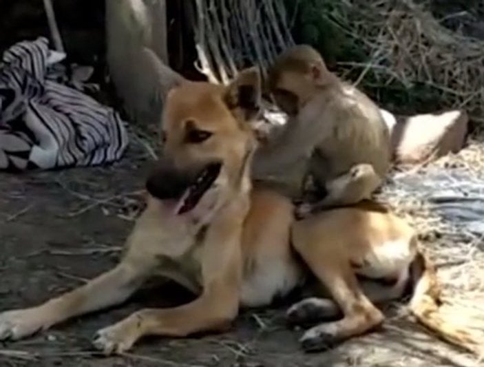 Maymuna annelik yapan köpek