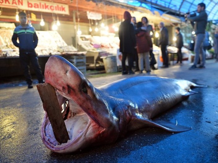 Mersin'de 4 metre uzunluğunda köpek balığı yakalandı