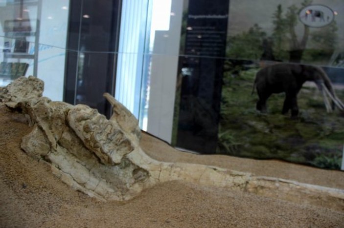 Kayseri'de dünyada tek örneği olan fosiller sergileniyor