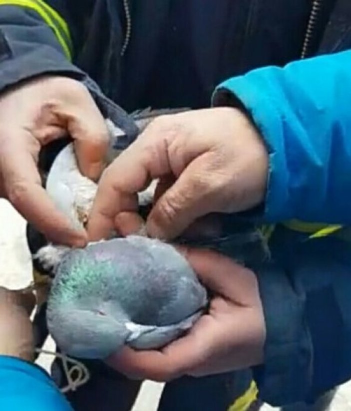 İpe dolanan güvercin, itfaiye ekiplerince kurtarıldı