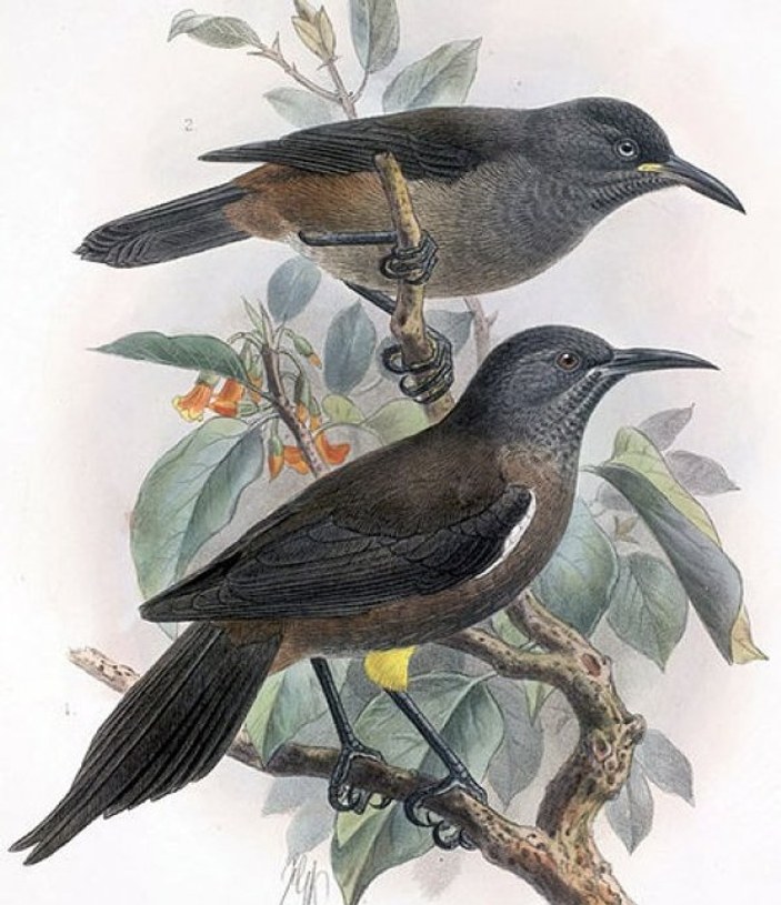 Nesli tükenen Kauai kuşunun son şarkısının hikayesi