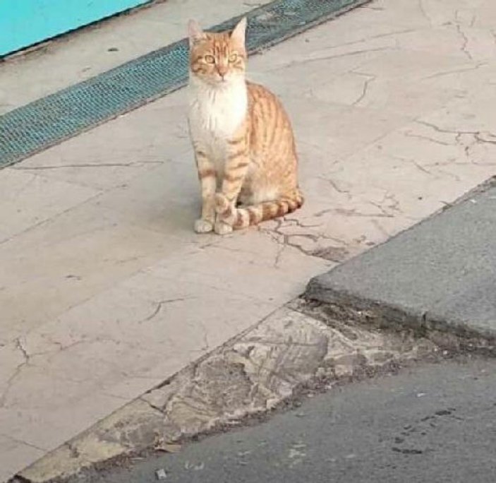 Marketin önündeki kedi ortalığı birbirine kattı