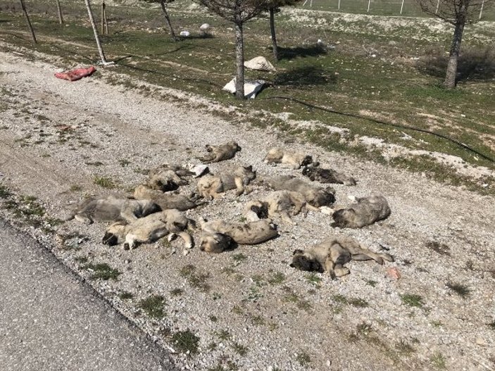 Konya'da yol kenarına atılan 13 ölü köpek yavrusu bulundu