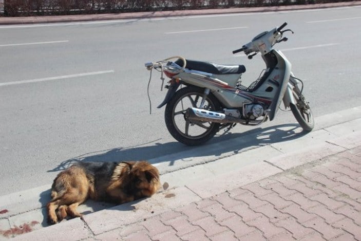 İki çocuk köpeği çalıntı motosikletin arkasına bağladı