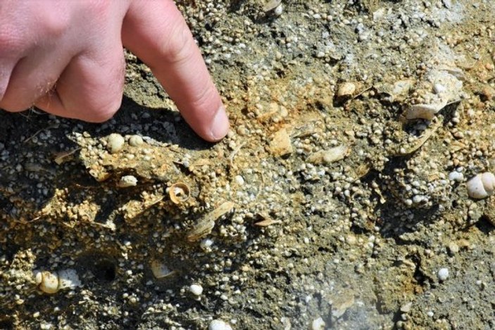Muş'ta 11 milyon yıllık fosil keşfi
