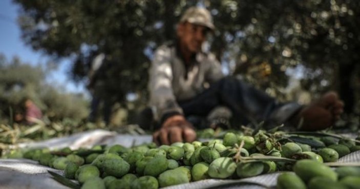 Afrin'in zeytinyağı dünyaya ihraç ediliyor