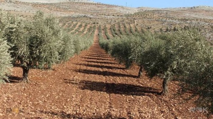 Afrin'in zeytinyağı dünyaya ihraç ediliyor