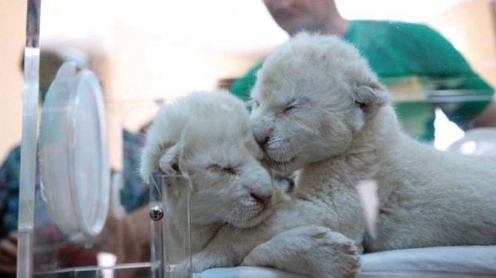 Kırım'da, nadir görülen 2 beyaz aslan doğdu