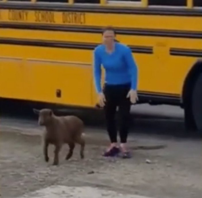 Okula gitmek isteyen keçi