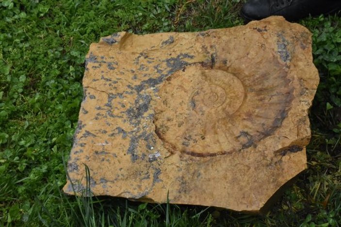 Salyangoz sanılan fosilin ammonit olduğu ortaya çıktı