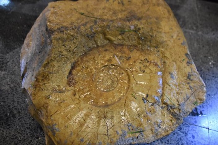 Salyangoz sanılan fosilin ammonit olduğu ortaya çıktı