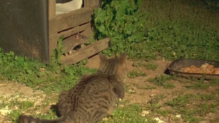 Antalya'da fareler kedilerin yemeğine dadandı