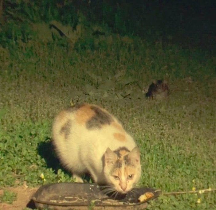 Antalya'da fareler kedilerin yemeğine dadandı