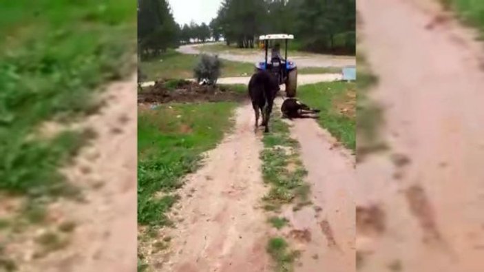 Anne inek ölen yavrusunu götüren traktörün peşinden koştu