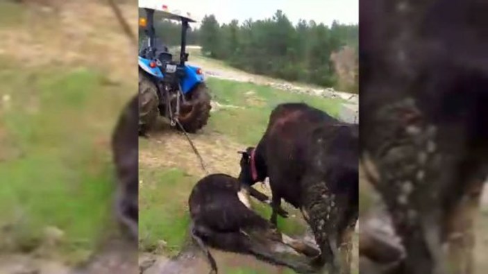 Anne inek ölen yavrusunu götüren traktörün peşinden koştu