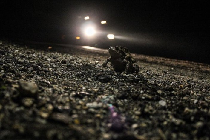 Kütahya'da kurbağalar için karayollarından tünel talebi