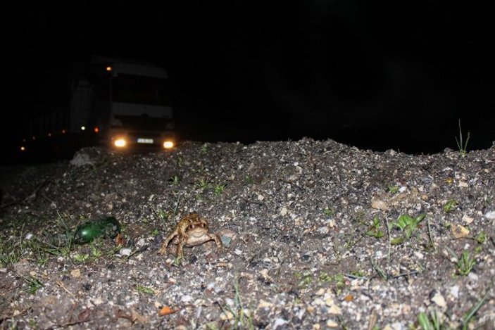 Kütahya'da kurbağalar için karayollarından tünel talebi