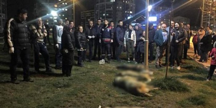 Ankara'daki köpek katliamının görüntüleri ortaya çıktı