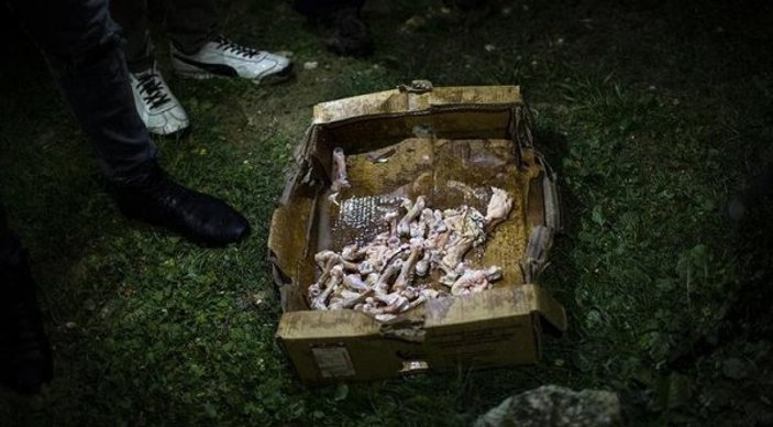 Ankara'daki köpek katliamının görüntüleri ortaya çıktı