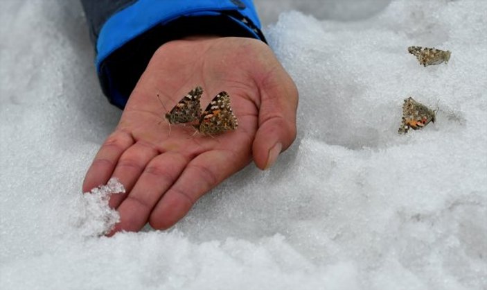 Kars'ta kelebekler kozalarından çıktı