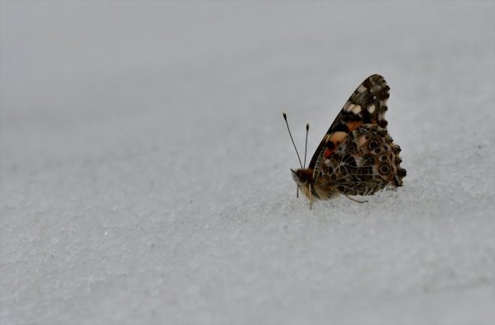 Kars'ta kelebekler kozalarından çıktı