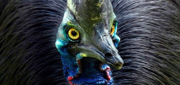 Cassowary adlı kuş sahibinin ölümüne sebep verdi