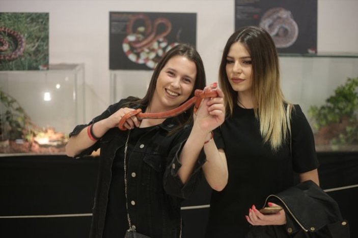 Dünyanın en zehirli yılanları Zagreb'de sergilendi