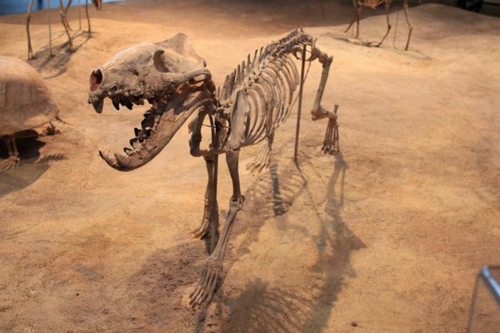 Müze dolabından 20 milyon yıllık aslan fosili çıktı