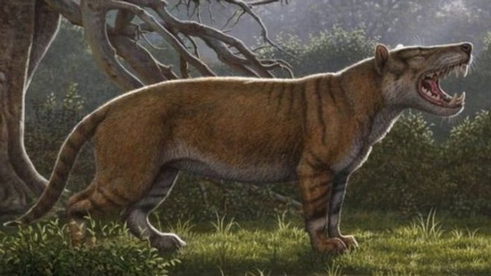 Müze dolabından 20 milyon yıllık aslan fosili çıktı
