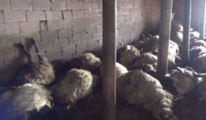 Hakkari'de ağıla giren kurtlar 79 koyunu telef etti