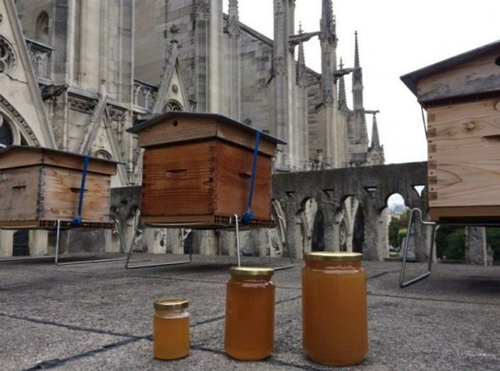 Notre Dame Katedrali'ndeki arılar kurtuldu
