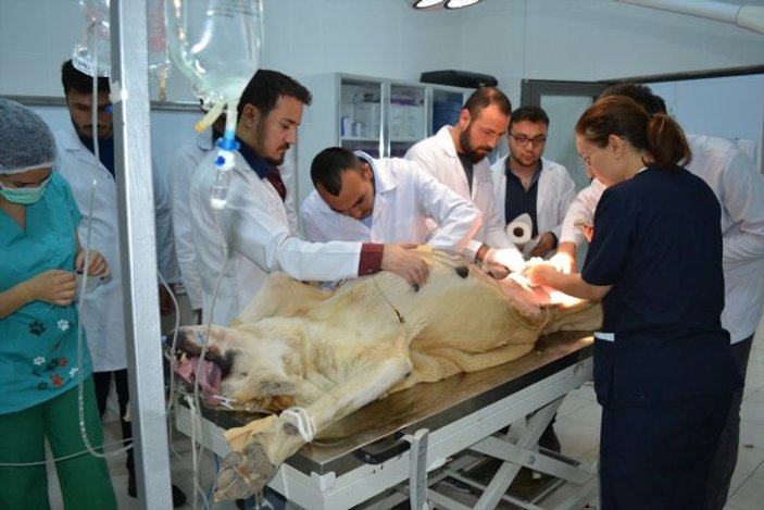 Anadolu aslanı ameliyat masasına yattı