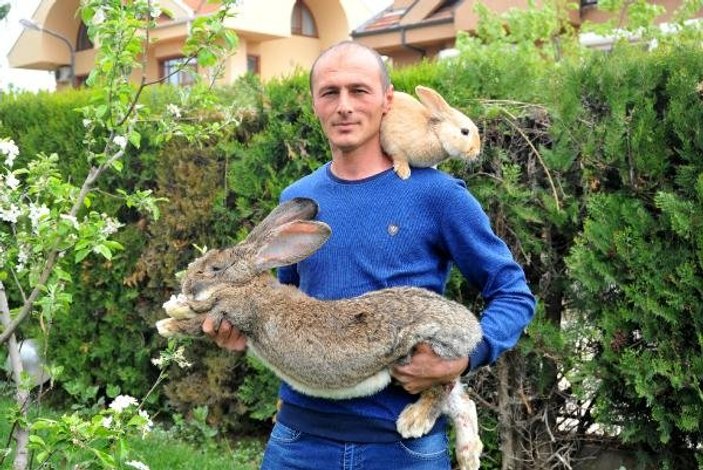 Türkiye tavşan etine alışmaya başladı