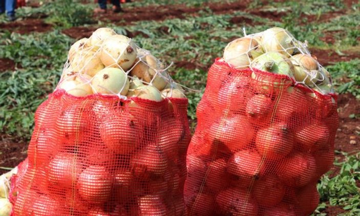 Hataylı çiftçilerin isyanı: Soğan tarlada 1 buçuk lira