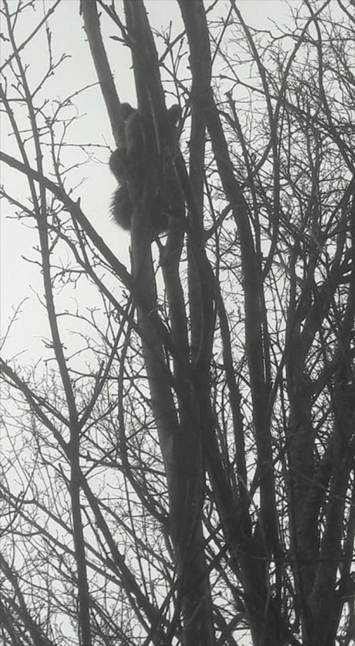 Köpekten korkup ağaca çıkan yavru ayı kurtuldu