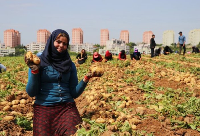 Adana'da patates hasadı başladı