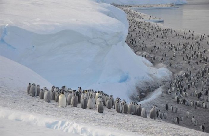 Antarktika’da parçalanan buzlar penguenleri öldürdü