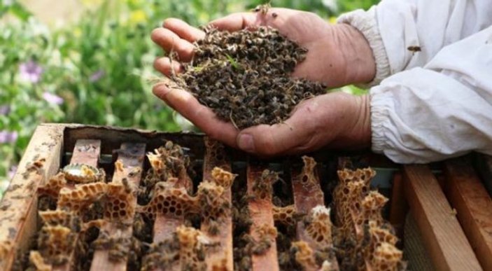 Manisa'da arılar yanlış ilaçlamadan öldü