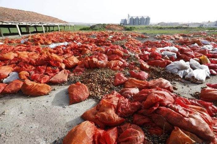 Ankara’da tonlarca soğan çöp oldu