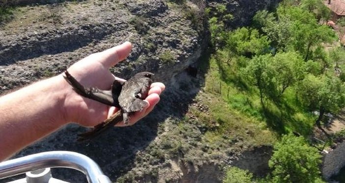 Cami duvarına kanadı sıkışan kuşu itfaiye kurtardı