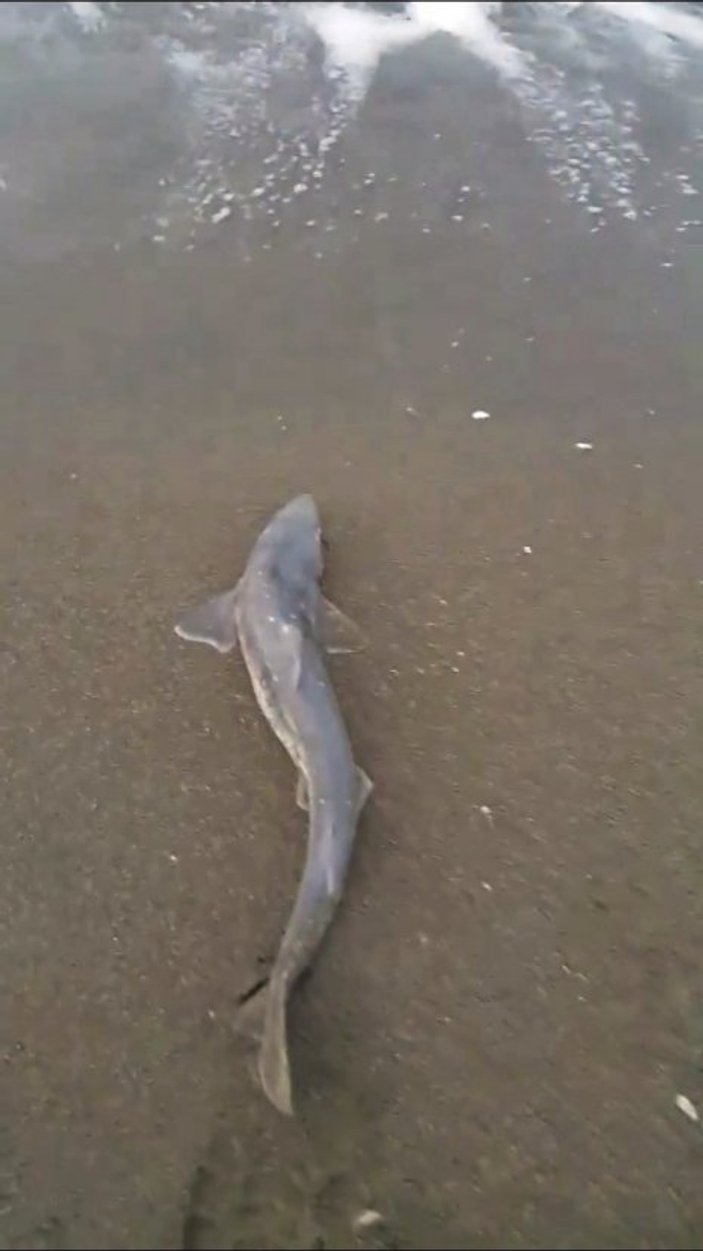 Sakarya'da köpek balığı yakalandı