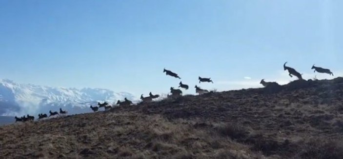 Vaşak, dağ keçisi sürüsüne saldırdı