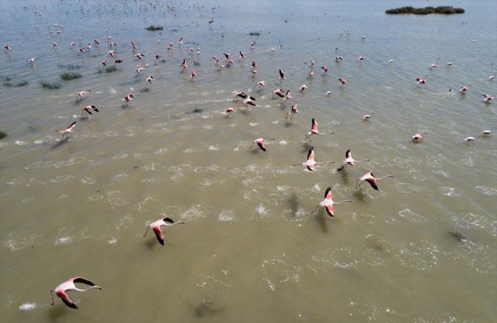İzmir Kuş Cenneti'ne flamingo akını